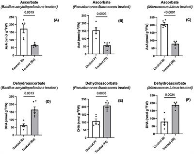 Effects of endophytes on early growth and ascorbate metabolism in Brassica napus